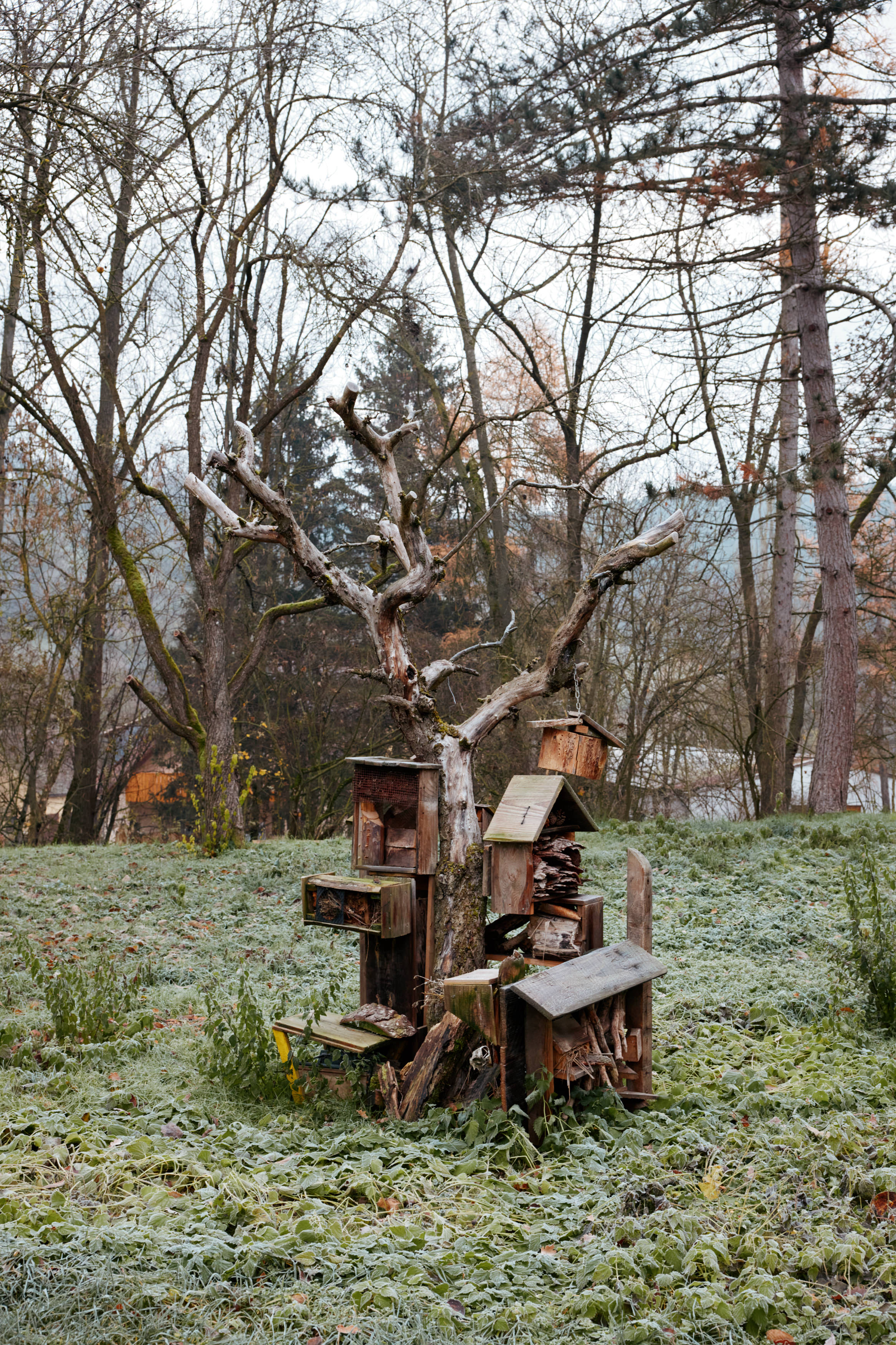 Friedrich Pickel N-ERGIE Magazin Fotografie Obstbäume Pflanzen in Neuhof an der Zenn