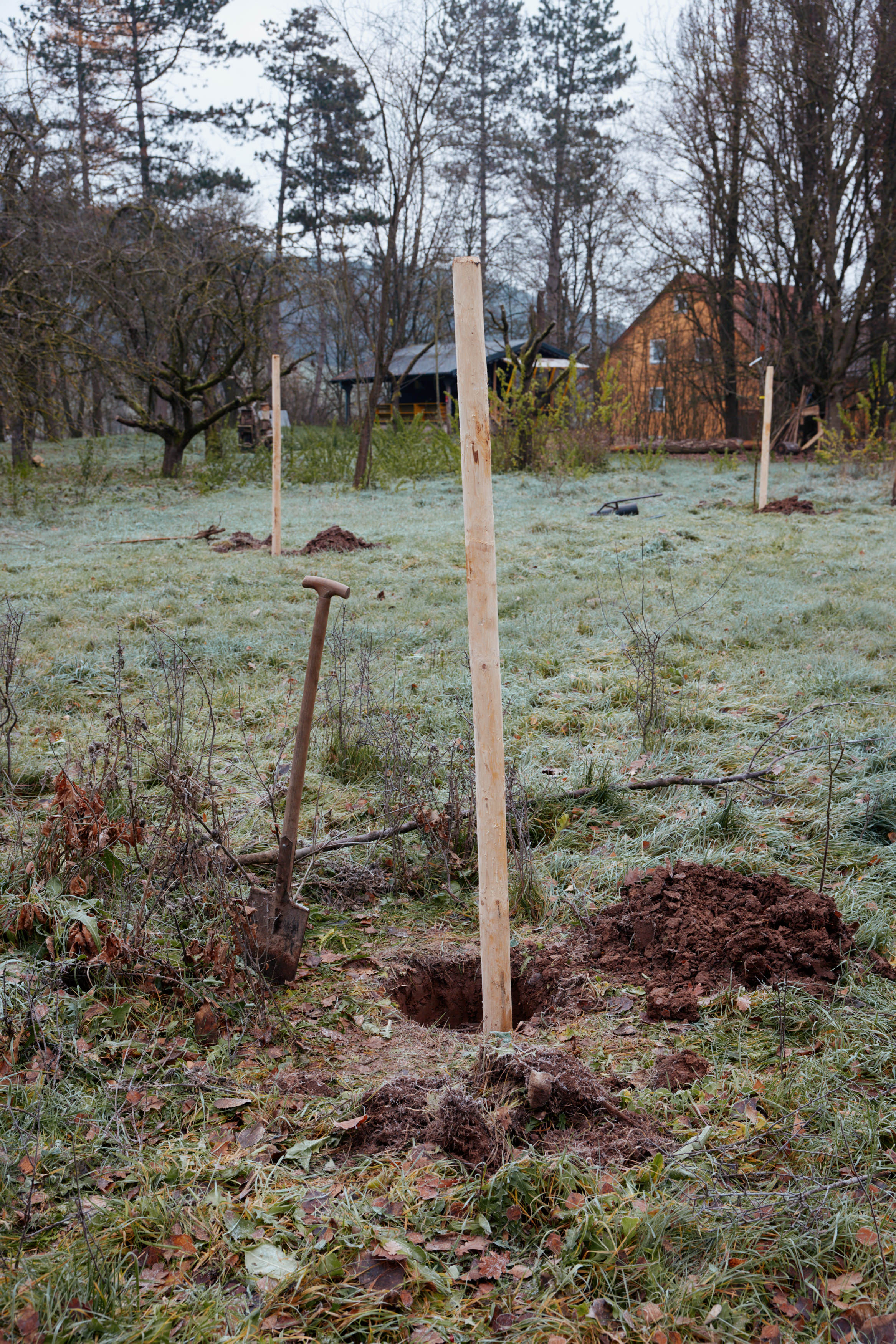 Friedrich Pickel N-ERGIE Magazin Fotografie Obstbäume Pflanzen in Neuhof an der Zenn