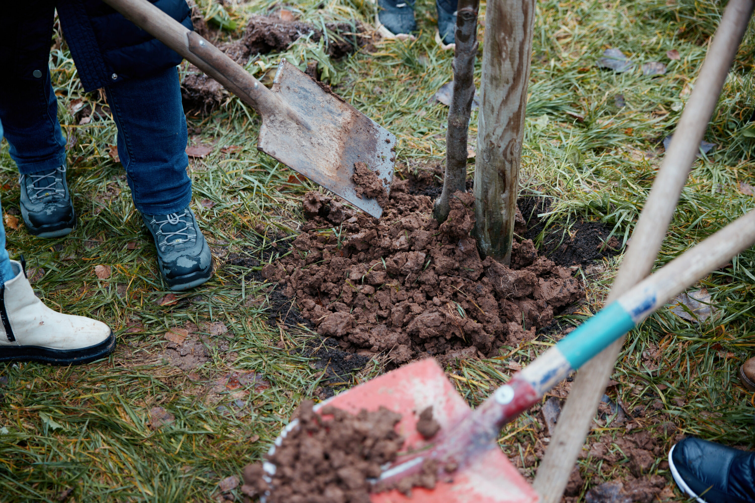 Friedrich Pickel N-ERGIE Magazin Fotografie Obstbäume Pflanzen in Neuhof an der Zenn