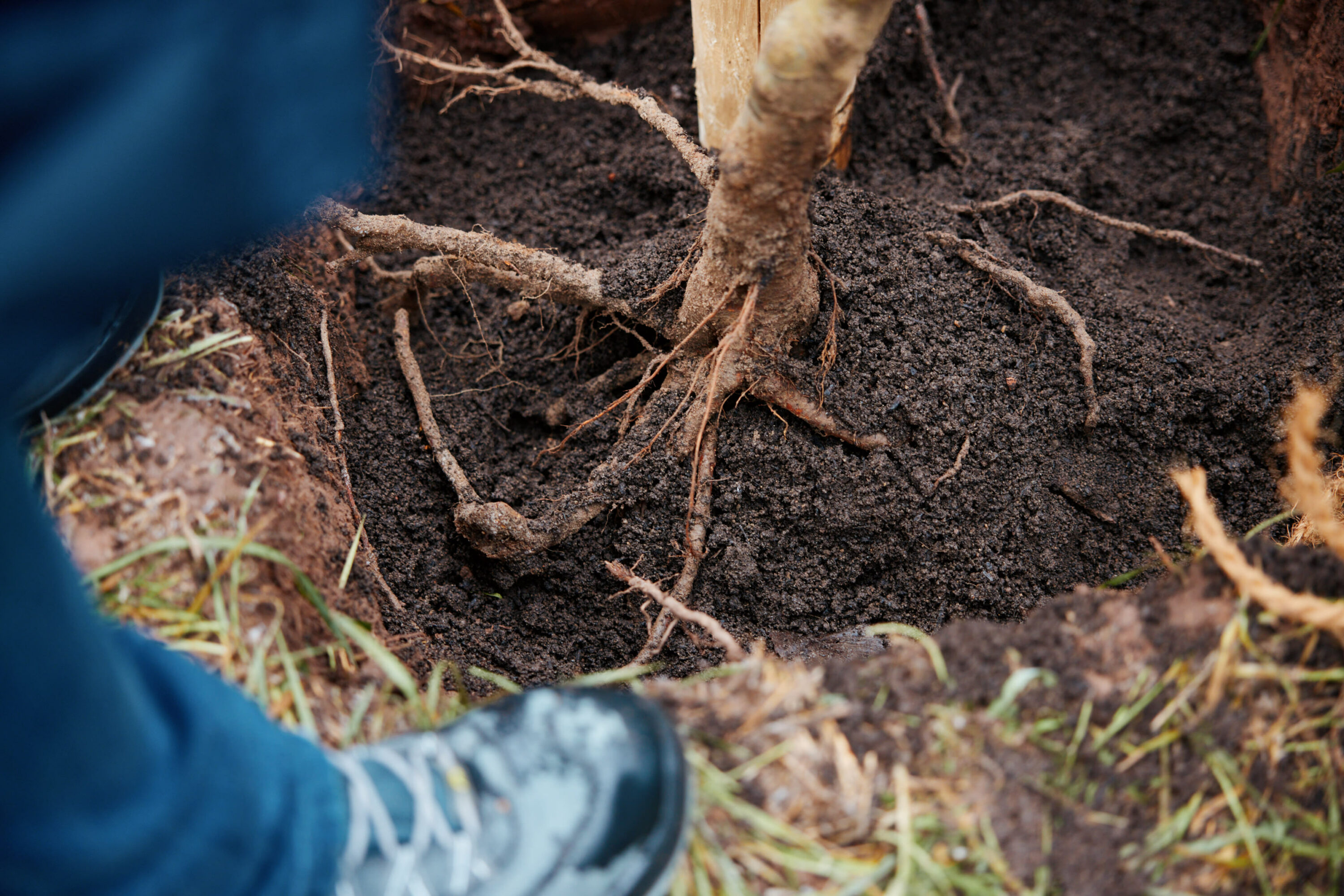 Friedrich Pickel N-ERGIE Magazin Fotografie Obstbäume Pflanzen in Neuhof an der Zenn