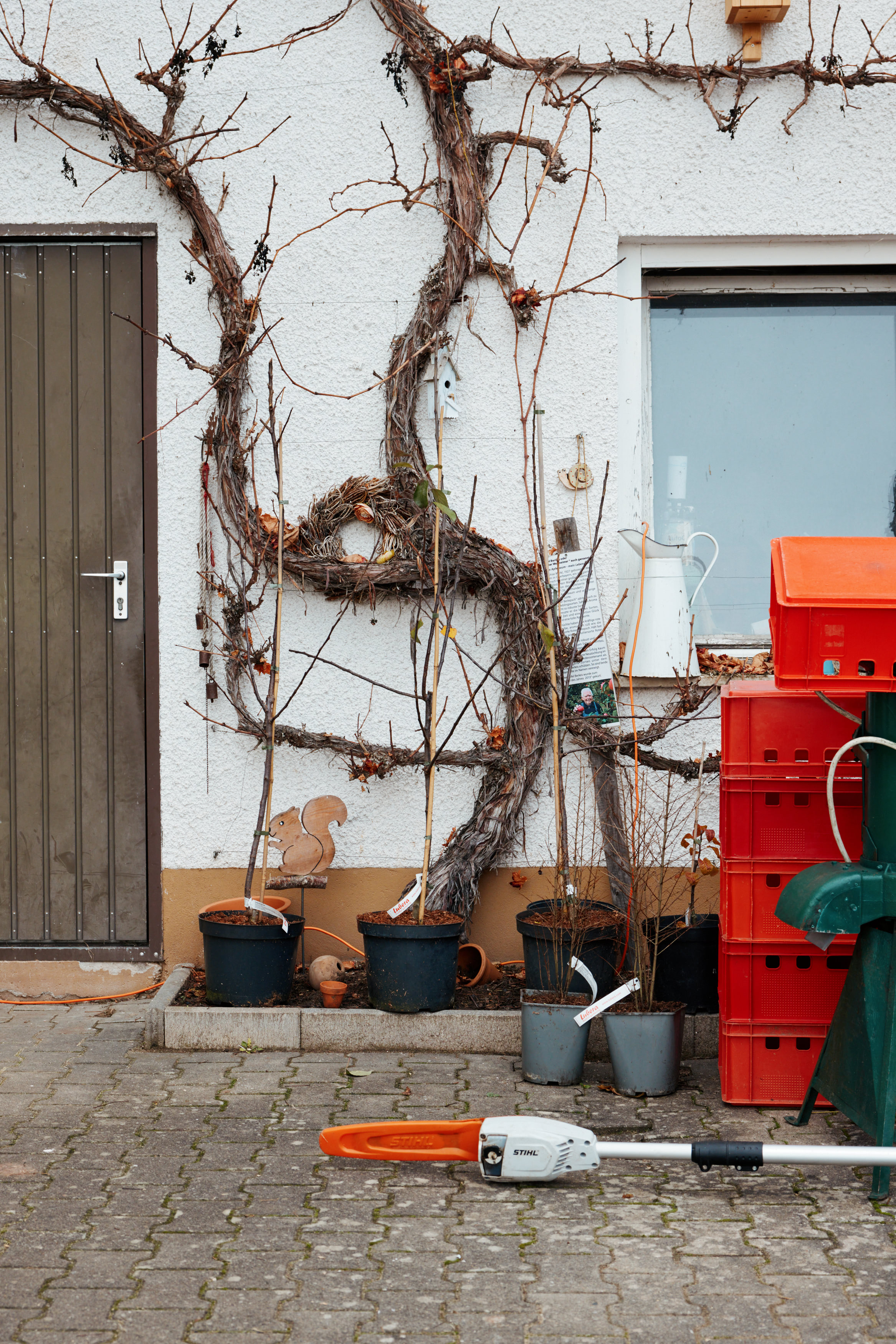 Friedrich Pickel N-ERGIE Magazin Fotografie Obstbäume Pflanzen in Neuhof an der Zenn