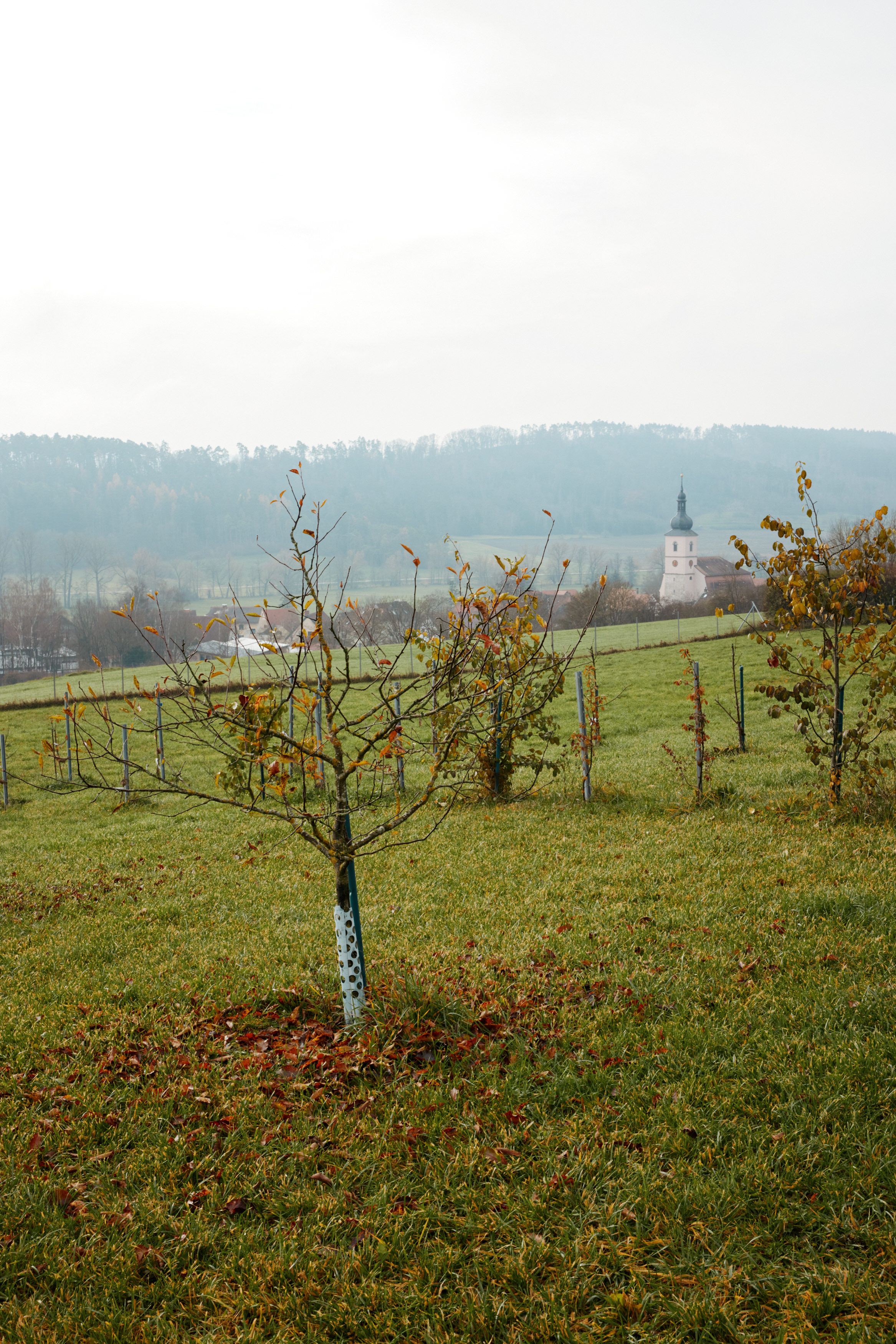 Friedrich Pickel N-ERGIE Magazin Fotografie Obstbäume Pflanzen in Neuhof an der Zenn